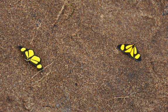 São dezenas de espécies de borboletas na região do Salto Yucumã, na fronteira entre Brasil e Argentina, no município de Derrubadas, no Rio Grande do Sul